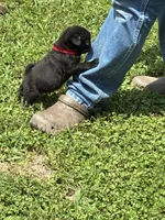 Bo (Champions in Parents Pedigrees), a male Pug for sale in Salina, OK – 4 of 8