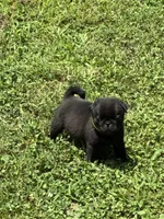 Dax (Champions in Parents Pedigrees), a male Pug for sale in Salina, OK – 7 of 9
