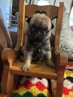 Beckett, a male Pug for sale in Salina, OK – 7 of 10