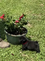 Bo (Champions in Parents Pedigrees), a male Pug for sale in Salina, OK – 1 of 8