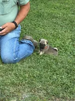Beckett(Champions in Parents Pedigrees), a male Pug for sale in Salina, OK – 2 of 10