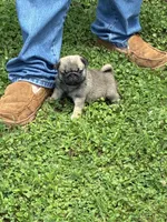 Flynn, a male Pug for sale in Salina, OK – 2 of 10