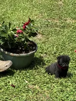Bo (Champions in Parents Pedigrees), a male Pug for sale in Salina, OK – 6 of 8