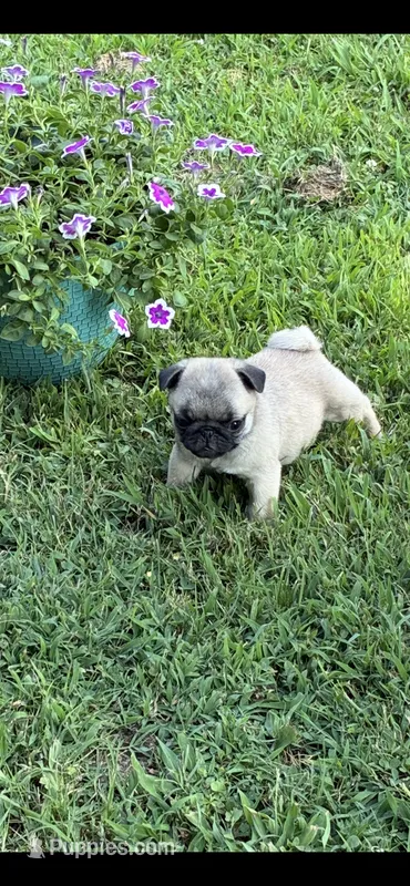 Hope(Champions in Parents Pedigrees) READY NOW – Pug puppy for sale in Salina, OK