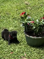 Bo (Champions in Parents Pedigrees), a male Pug for sale in Salina, OK – 3 of 8