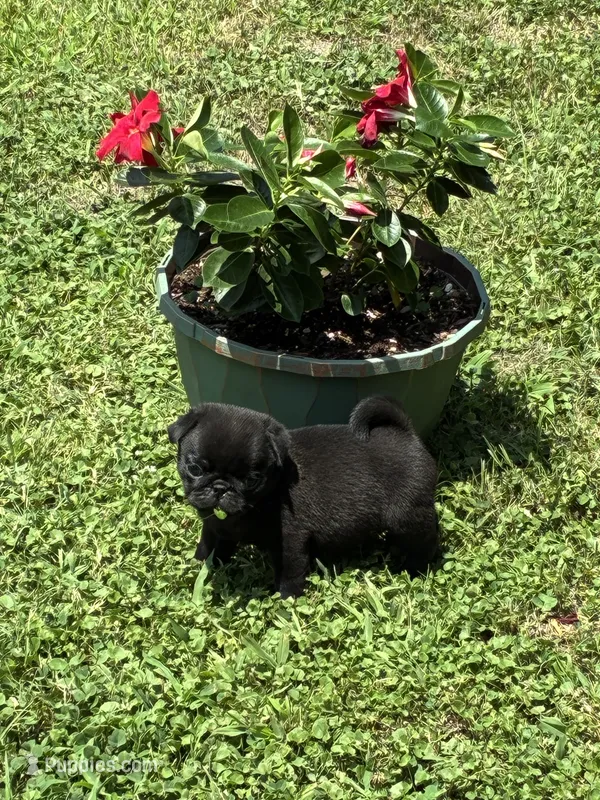 Dax (Champions in Parents Pedigrees) – Pug puppy for sale in Salina, OK