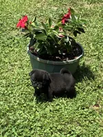 Dax (Champions in Parents Pedigrees), a male Pug for sale in Salina, OK – 1 of 9