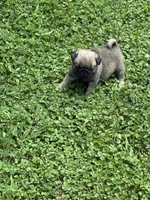 Flynn, a male Pug for sale in Salina, OK – 8 of 10