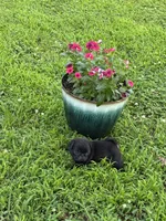 Bubbles, a female Pug for sale in Salina, OK – 8 of 10