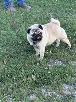 Dally, a female Pug for sale in Salina, OK – 7 of 8