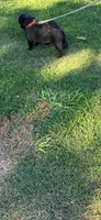 J  Champions are in Pedigrees, a female Pug for sale in Salina, OK – 3 of 4