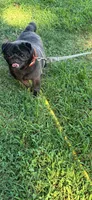 J  Champions are in Pedigrees, a female Pug for sale in Salina, OK – 4 of 4