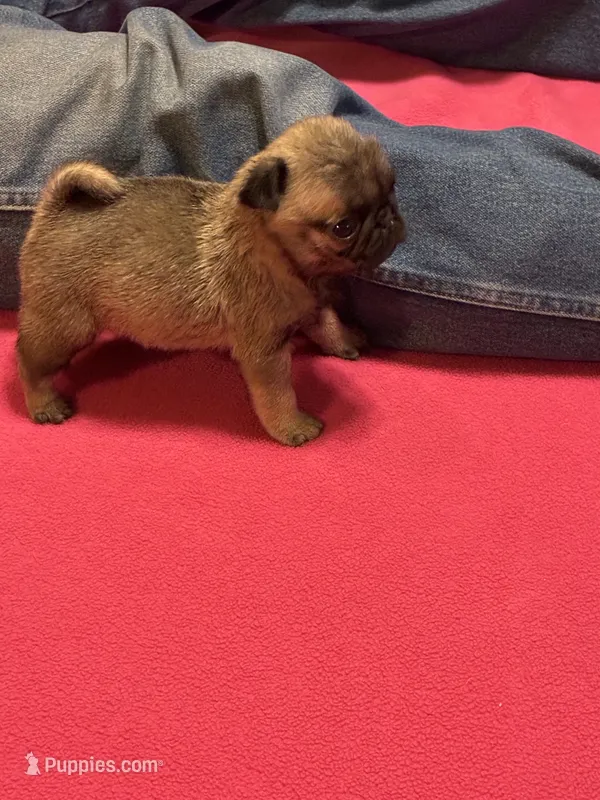 Hope – Pug puppy for sale in Salina, OK