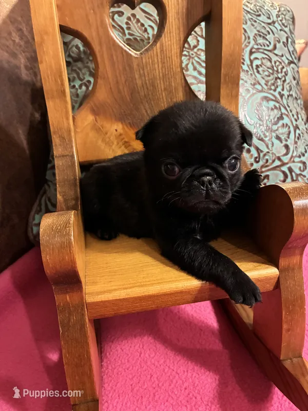 Dax – Pug puppy for sale in Salina, OK