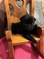 Dax, a male Pug for sale in Salina, OK – 1 of 5