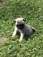 Hope(Champions in Parents Pedigrees), a female Pug for sale in Salina, OK – 4 of 10