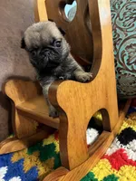 Beckett, a male Pug for sale in Salina, OK – 5 of 10