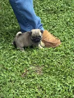 Flynn, a male Pug for sale in Salina, OK – 5 of 10