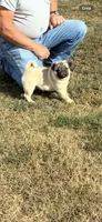 Beckett(Champions in Parents Pedigrees) READY NOW, a male Pug for sale in Salina, OK – 9 of 9