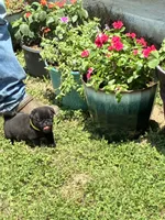 Dax (Champions in Parents Pedigrees), a male Pug for sale in Salina, OK – 8 of 9