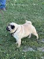 Dally, a female Pug for sale in Salina, OK – 6 of 8