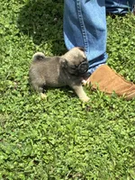 Flynn, a male Pug for sale in Salina, OK – 3 of 10