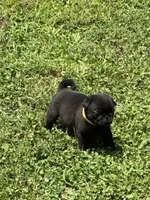 Dax (Champions in Parents Pedigrees), a male Pug for sale in Salina, OK – 3 of 9