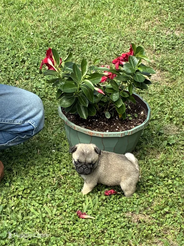 Hope – Pug puppy for sale in Salina, OK
