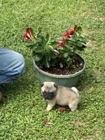 Hope(Champions in Parents Pedigrees), a female Pug for sale in Salina, OK – 1 of 10
