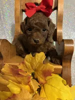 Penny (RED) in color, a female Poodle - Toy  for sale in Salina, OK – 5 of 8