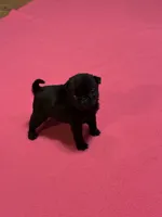 Bo, a male Pug for sale in Salina, OK – 9 of 10