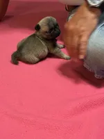 Hope, a female Pug for sale in Salina, OK – 3 of 9