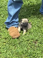 Flynn, a male Pug for sale in Salina, OK – 9 of 10