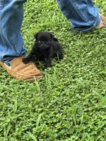 Dax, a male Pug for sale in Salina, OK – 8 of 10