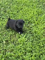 Bubbles, a female Pug for sale in Salina, OK – 9 of 10