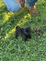 Bo, a male Pug for sale in Salina, OK – 7 of 10