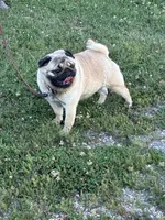 Dally, a female Pug for sale in Salina, OK – 4 of 8