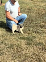 Beckett(Champions in Parents Pedigrees) READY NOW, a male Pug for sale in Salina, OK – 1 of 9