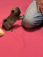 Hope, a female Pug for sale in Salina, OK – 2 of 9