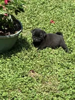 Dax (Champions in Parents Pedigrees), a male Pug for sale in Salina, OK – 2 of 9