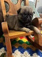 Flynn, a male Pug for sale in Salina, OK – 4 of 7