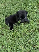 Dax, a male Pug for sale in Salina, OK – 6 of 10