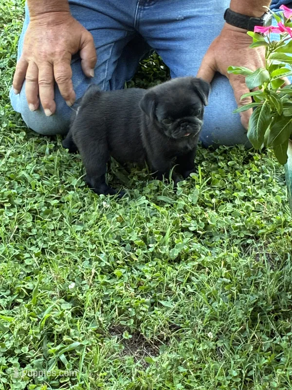 Dax (Champions in Parents Pedigrees) READY NOW – Pug puppy for sale in Salina, OK