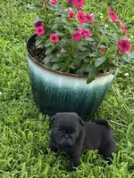 Bubbles, a female Pug for sale in Salina, OK – 5 of 10