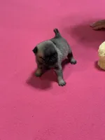 Hope, a female Pug for sale in Salina, OK – 4 of 9