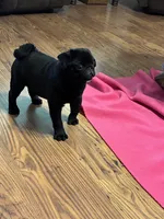 Jax, a male Pug for sale in Salina, OK – 3 of 7