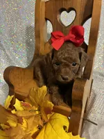 Penny (RED) in color, a female Poodle - Toy  for sale in Salina, OK – 6 of 8