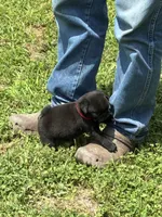 Bo (Champions in Parents Pedigrees), a male Pug for sale in Salina, OK – 7 of 8