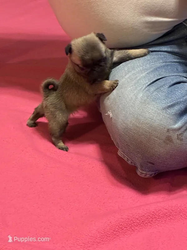 Hope – Pug puppy for sale in Salina, OK