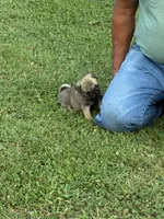 Beckett(Champions in Parents Pedigrees), a male Pug for sale in Salina, OK – 6 of 10